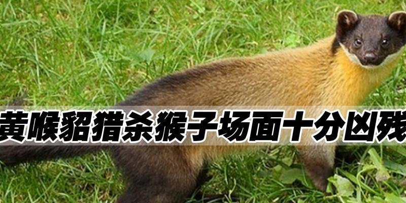 明日之后猎杀野猪攻略（如何轻松猎杀野猪）