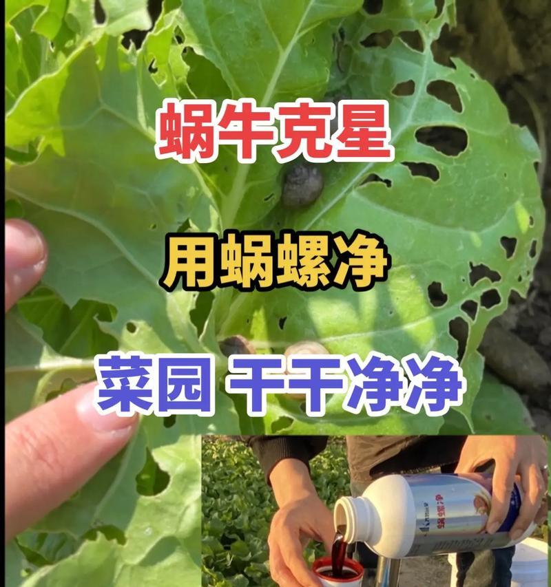 高效增产，菜园丰收！（教你如何提升明日之后菜地产量）