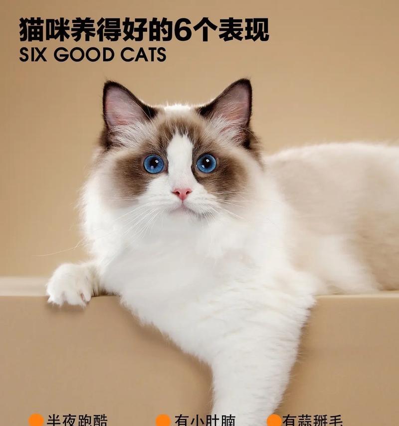 《宠兽争斗猫游戏攻略》（成为最强猫奴的终极指南！）