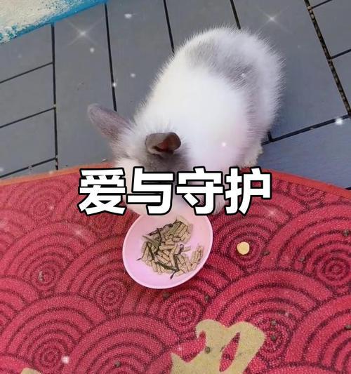 善良的兔子游戏攻略（全面指南教你如何在游戏中体现善良，赢得胜利）