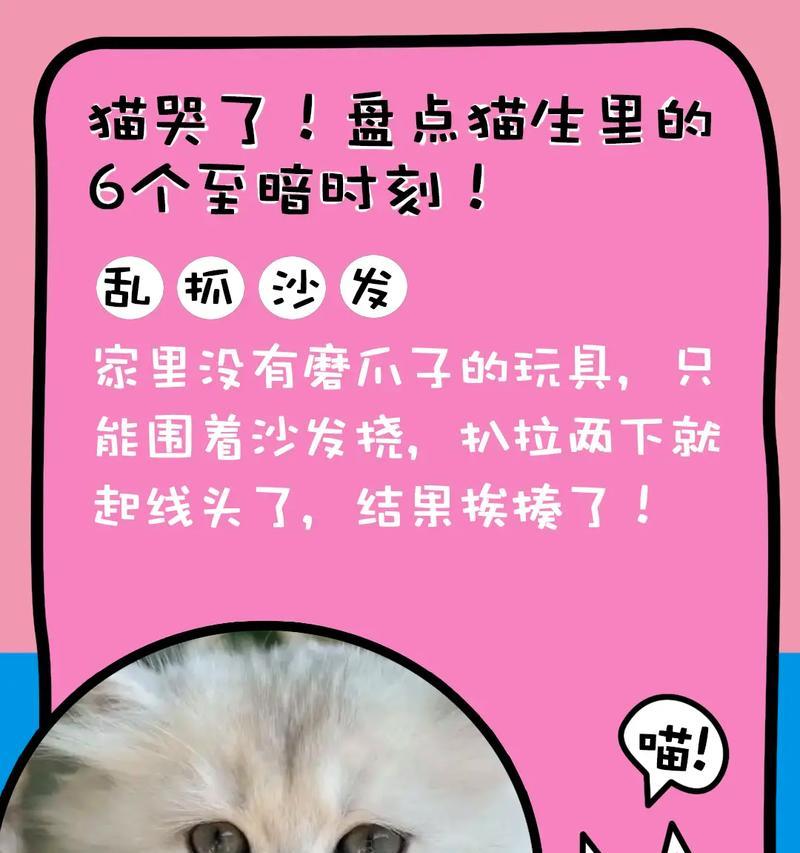 贪吃小猫游戏攻略教案（从菜鸟到高手，掌握游戏技巧的必备指南）